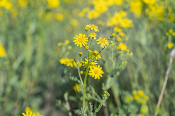 yellow chamomile flowers in a meadow