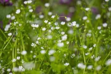 Fototapeta na wymiar small white flowers in a meadow
