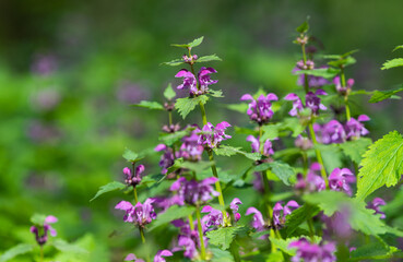 Obraz premium nettles with flowers on a sunny day