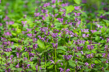 nettles with flowers on a sunny day
