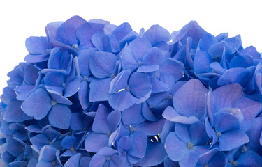 blue hydrangea isolated