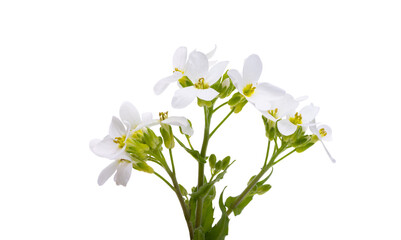 white spring flowers isolated