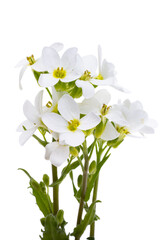 Naklejka na ściany i meble white spring flowers isolated