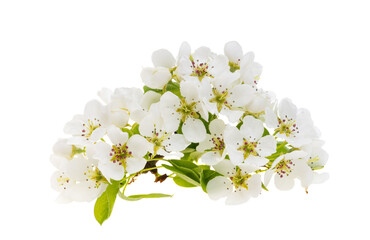 Fototapeta premium pear flowers isolated