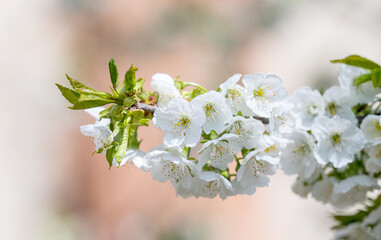 cherry flowers on a tree on a sunny day