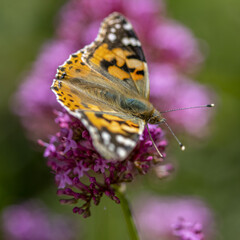 Papillon Vanesse du chardon sur des fleurs mauves