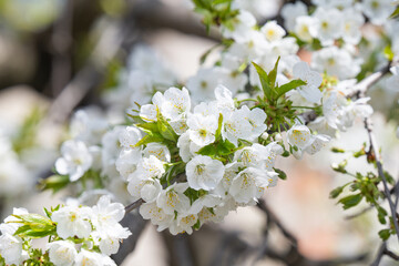 cherry flowers on a tree on a sunny day