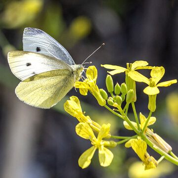 Papillon piéride du chou posé sur des fleurs jaunes de chou