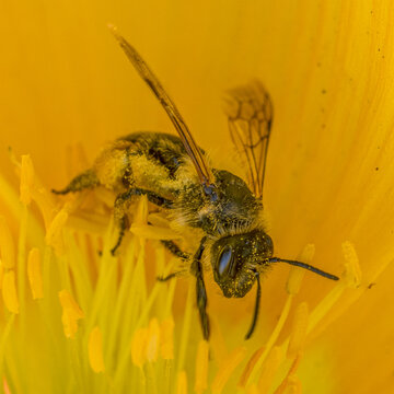 Une abeille photographiée en macro à l'intérieur d'un pavot jaune