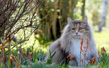 Naklejka na ściany i meble Norwegian forest cat female outdoors in spring