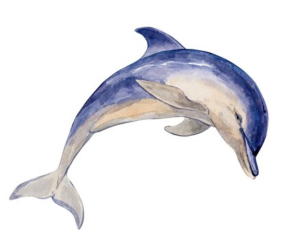 Dolphin jumps on a white background. Watercolor illustration of Delphinus delphis. A rare marine mammal in need of protection.