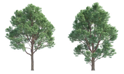Paperbark Maple tree set png alpha channel front view