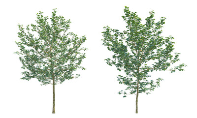 American Sycamore tree set png alpha channel front view