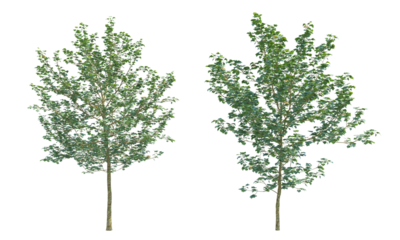 American Sycamore tree set png alpha channel front view