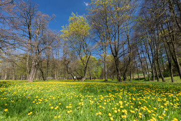 Wiosenna łąka z żółtymi kwitnącymi mleczami w piękny słoneczny dzień.  Wiosenny mniszek pospolity. Malownicza sceneria w wiosennym parku, Polska