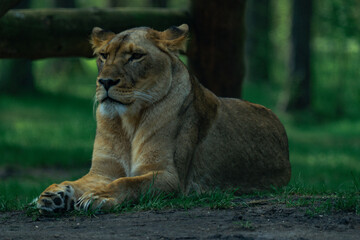 Lion laying on the ground