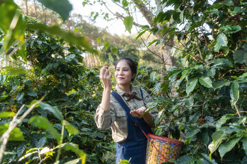 Happy farmers collecting Arabica coffee beans on the coffee tree.