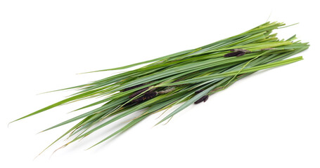 Bunch of green sedge with flower.