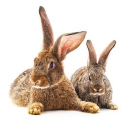 Two beautiful rabbits.