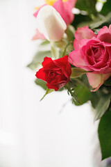 Close-up of beautiful red and white roses. Blurred white background. Shallow depth of field. Copy space