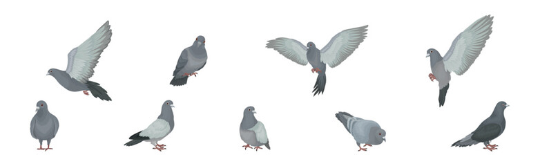 Grey Domestic Pigeon or Dove as Feathered Bird Vector Set