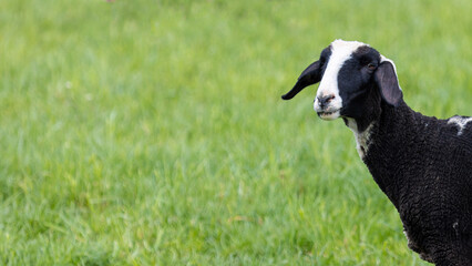 portrait shorn black and white sheep on the green pasture