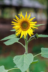 Bright yellow blooming sunflower with brown stamens and large green leaves. Beautiful blurred background.