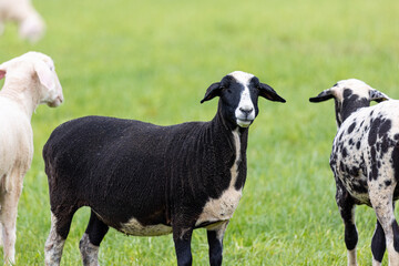 shorn sheeps - black and white - on the green pasture