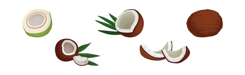 Whole and Halved Coconut Showing Copra Vector Set