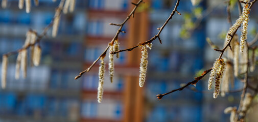 Fototapeta premium Common Aspen, or Eurosiberian Aspen, or Trembling Poplar( lat.Populus tremula ) blooming in spring time. Flowering trees. Tree pollen. Allergy to plant pollen