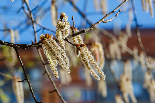 Common Aspen, or Eurosiberian Aspen, or Trembling Poplar( lat.Populus tremula ) blooming in spring time. Flowering trees. Tree pollen. Allergy to plant pollen.