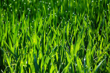 Źdźbła trawy z kroplami wody w promykach słońca. Zielone.  - obrazy, fototapety, plakaty