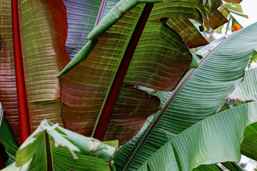 Nature. Tropical banana green leaves. Large leaves. Natural blurred beautiful background with bokeh.
