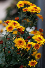 Yellow orange chrysanthemums and a beautiful blurred background with colorful bokeh. Copy space.