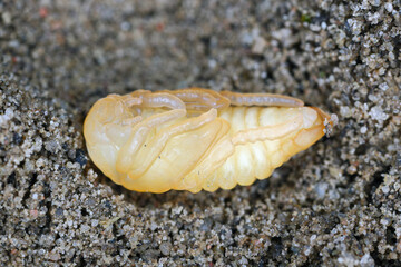 Garden Chafer Phyllopertha horticola. Developmental stage pupa, pupae. The larvae eat the roots and the beetles eat the leaves of the plants.