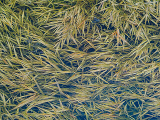 spring in nature, reflections of flooded river water grass