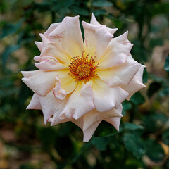Macro of blooming white rose in the park and a beautiful green blurred background with bokeh. Green leaves.