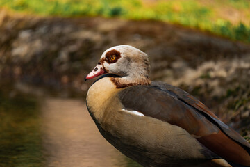 Egyptian goose enjoying the sun at a lake, close-up