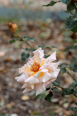 Close-up of blooming white beige rose in the park and a beautiful green blurred background with bokeh. Green leaves.