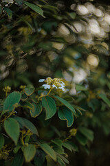 Blooming white flowers in the park and a beautiful green blurred background with white bokeh. Copy space.