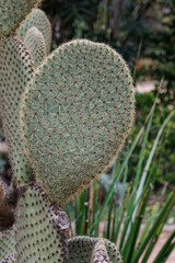Opuntia ficus or Prickly Pear. Green cactus with thorns in the natural environment. Indian Fig or Mission Cactus.