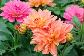 Multicolored blooming dahlia flowers in summer. Close-up of orange and pink dahlias and buds. Green leaves.