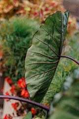 Nature. Tropical beautiful green leaf. Natural blurred beautiful background with bokeh. Leaf with red lines texture.