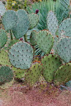 Opuntia ficus or Prickly Pear. Purple fruit of Opuntia cactus. Indian Fig or Mission Cactus.