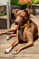 Mixed breed dog sunning on deck