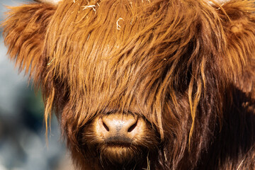 Small highland cattle on a bright and sunny day