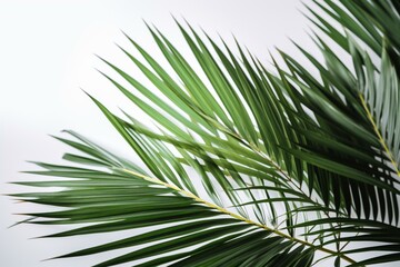 Palm tree leaves on white background, isolated. Tropical vibes and coconut beach feels. Generative AI