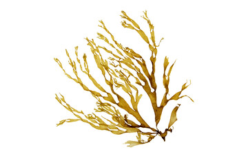 Brown seaweed branch isolated transparent png. Dictyota algae.