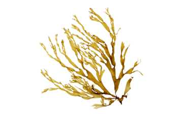 Brown seaweed branch isolated transparent png. Dictyota algae.