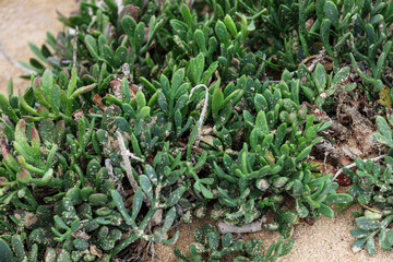 Wild plant close-up. Carpobrotus with green leaves. Soft focus